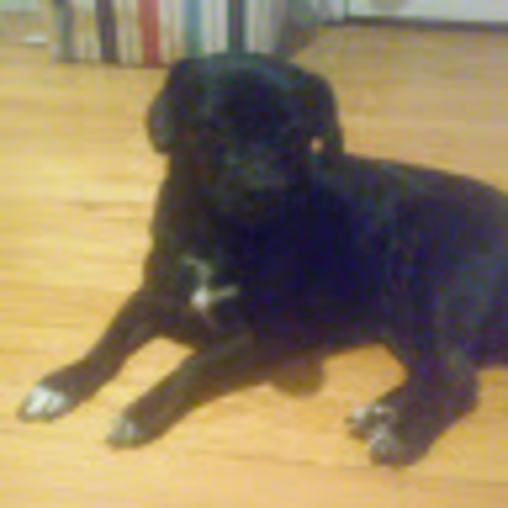 Meet your Posher, Raph